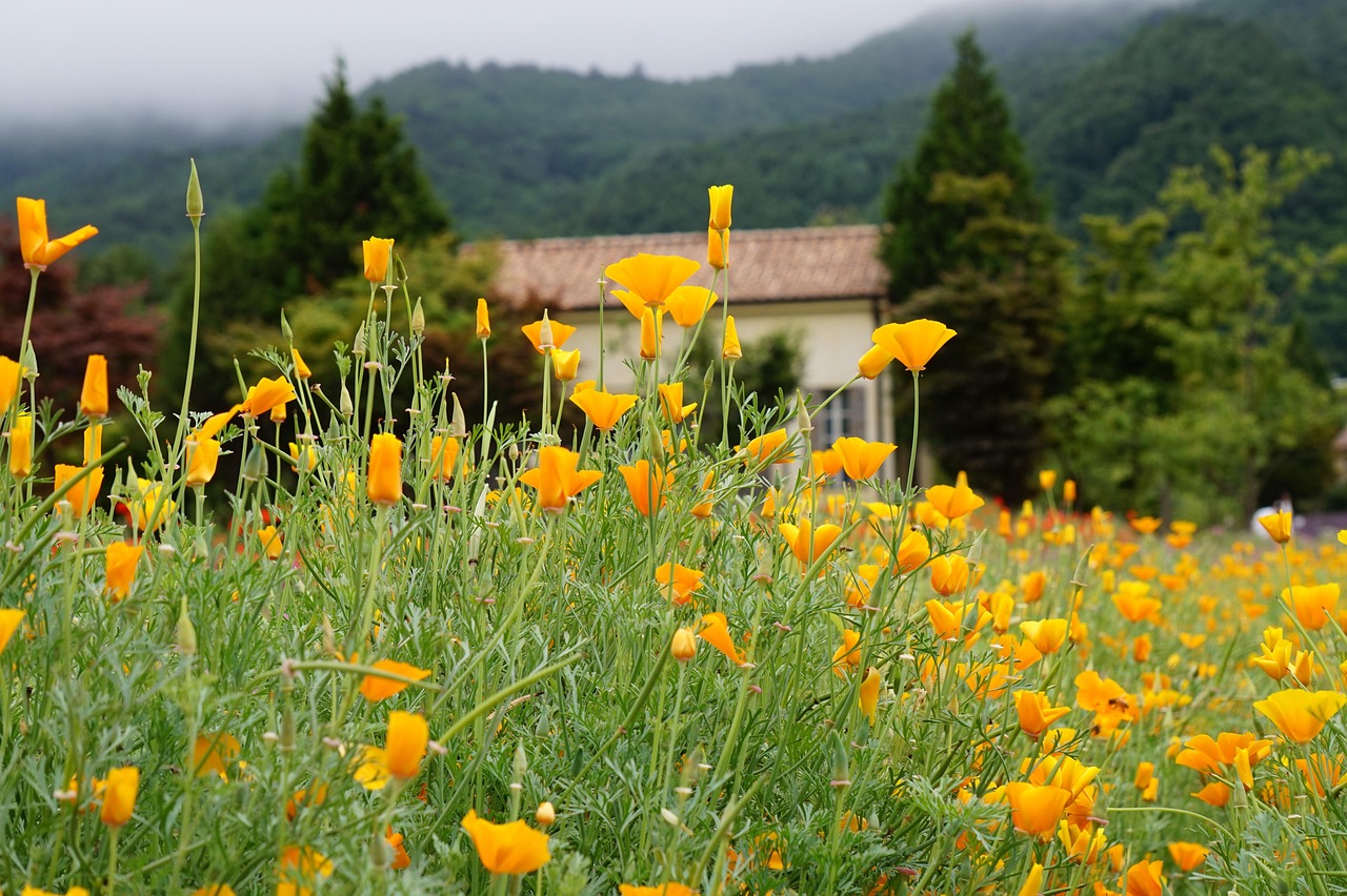 依云舟山正规商标注册代理机构